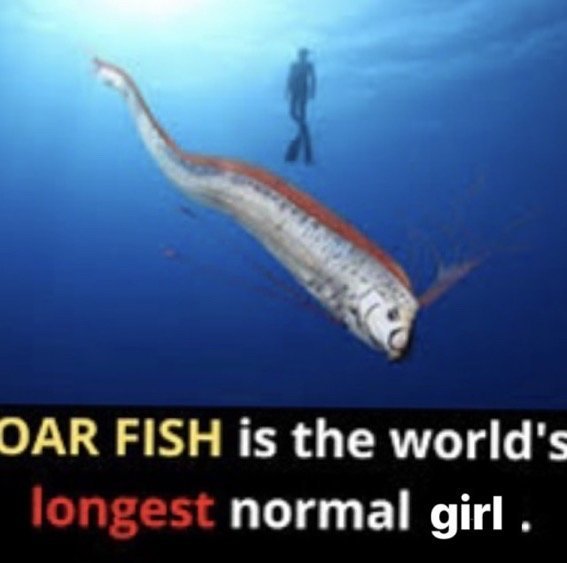 A picture of an oar fish in the ocean next to a diver. Below the image is a black bar with the text: Oar fish is the world's longest normal girl.